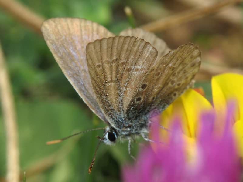 Polyommatus icarus (Rottemburg, 1775)